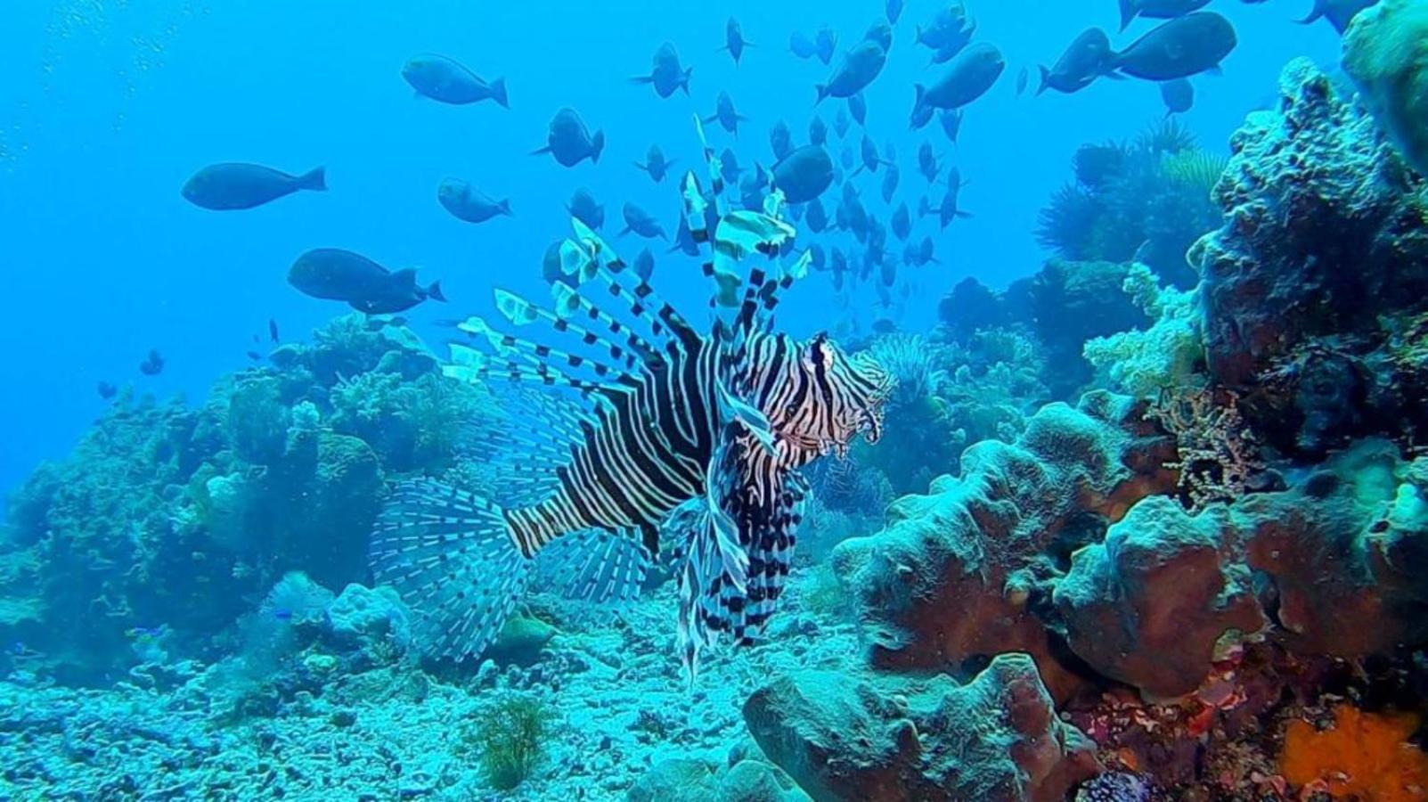 Sunia Loka Bungalows & Dive Center Pemuteran Exterior foto